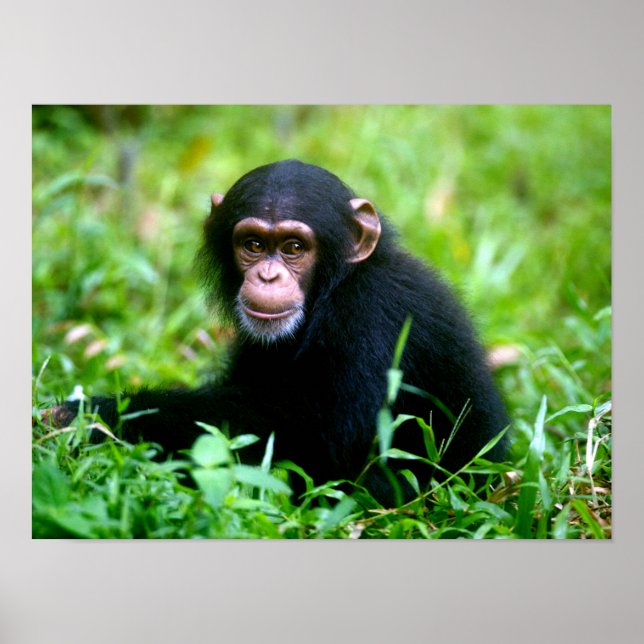Baby Chimp i gräs Poster (Framsidan)