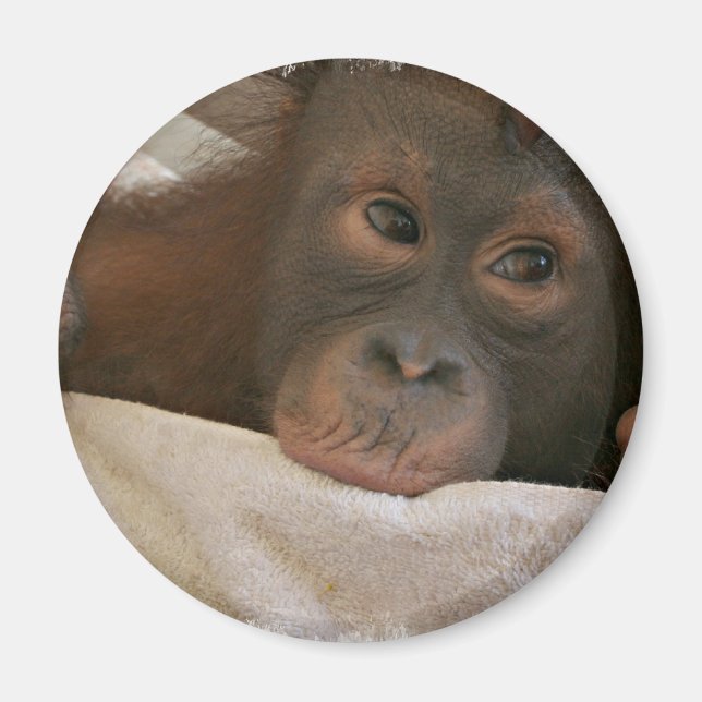 Baby Chimp Round Magnet (Framsidan)