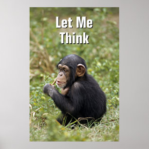 Baby Chimpanzee Pan Troglodytes Poster