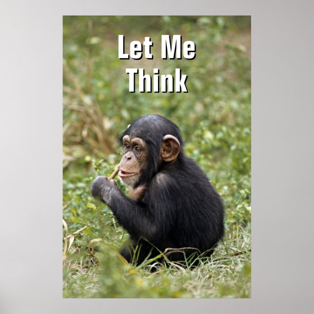 Baby Chimpanzee | Pan Troglodytes Poster (Framsidan)
