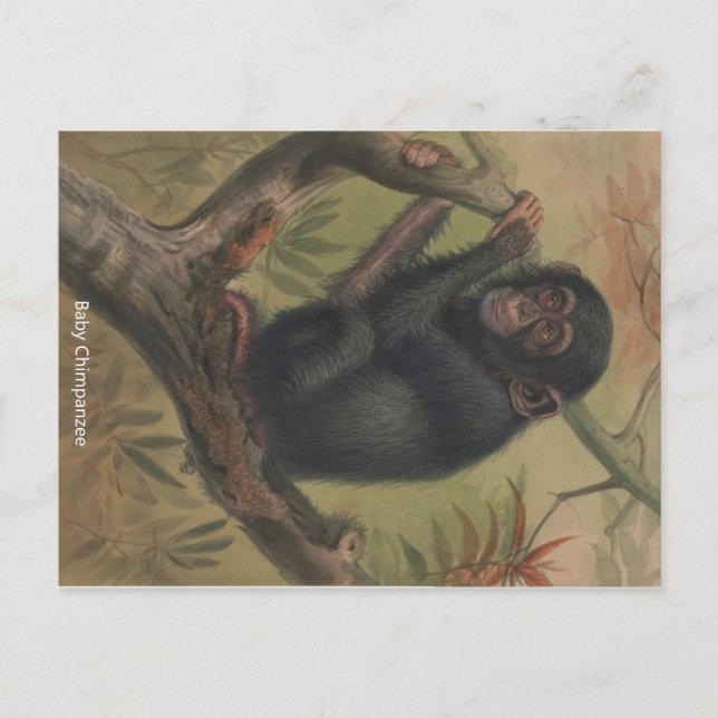 Baby Chimpanzee Vintage Zoological Sketch Postcard Vykort (Framsida)