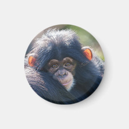Baby Chimpanzee's Journey Magnet