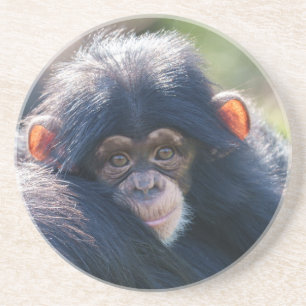 Baby Chimpanzee's Journey Underlägg