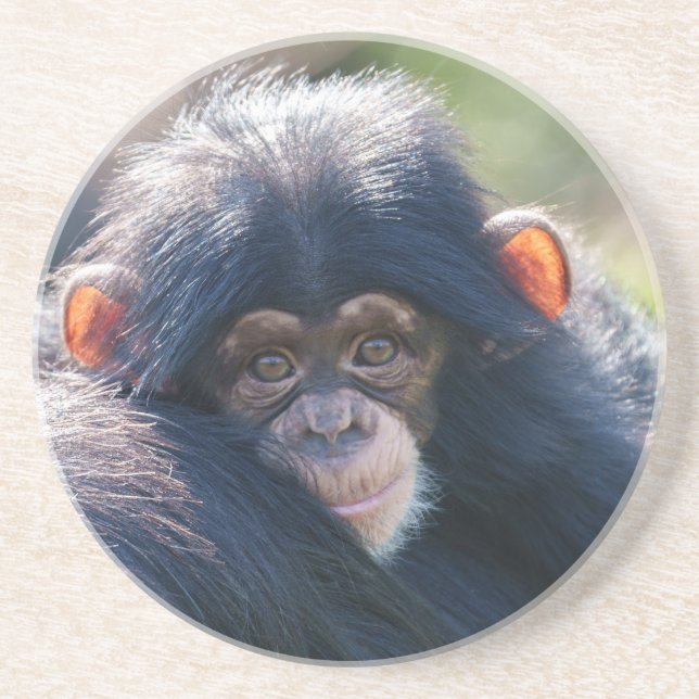 Baby Chimpanzee's Journey Underlägg (Framsidan)