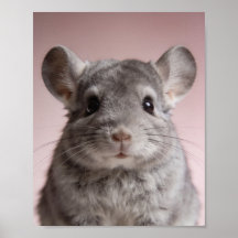 Baby Chinchilla Porträtt – Sött Djur för Barnkamma