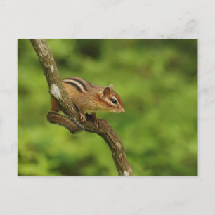 Baby Chipmunk i Träd Vykort