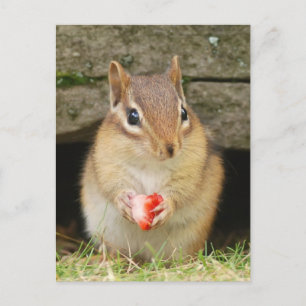 baby chipmunk med jordgubbsbär vykort
