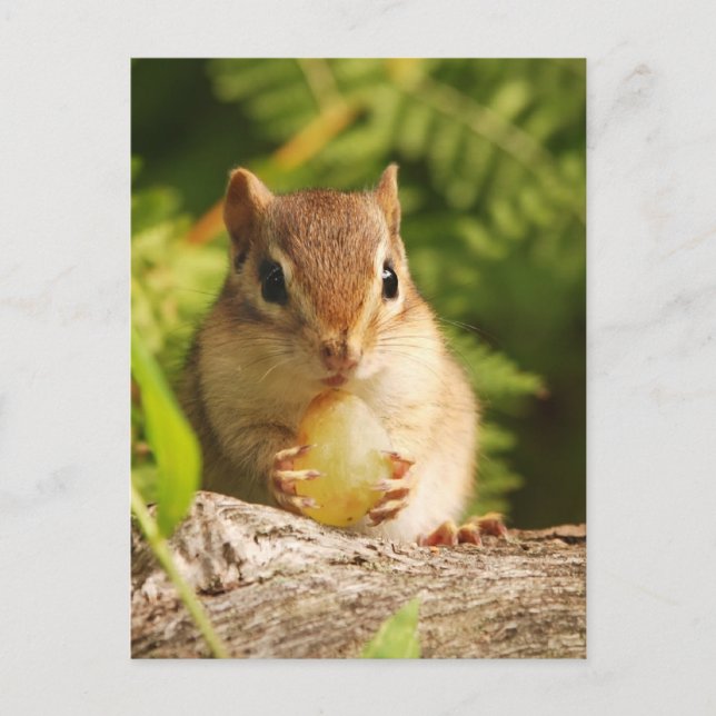 Baby Chipmunk med snack Vykort (Framsida)