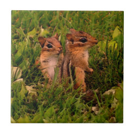 Baby Chipmunks Animal Art Kakelplatta