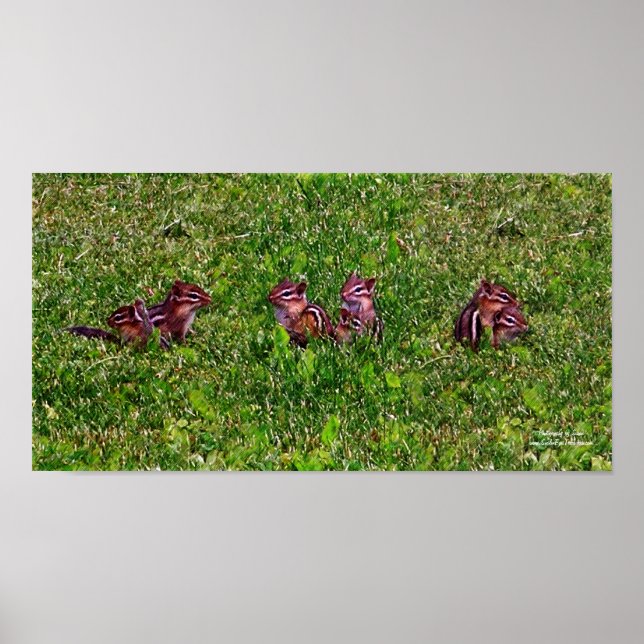 Baby Chipmunks Collage 1 Animal Pencil Art Poster (Framsidan)