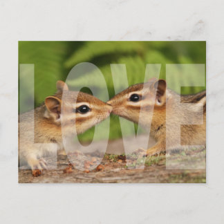 Baby Chipmunks Kärlek Design Postcard Vykort