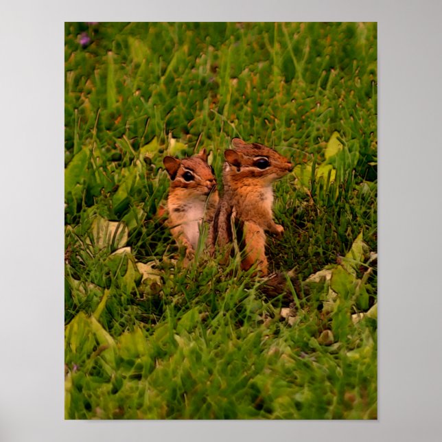 Baby Chipmunks Wildlife Animal Art Poster (Framsidan)