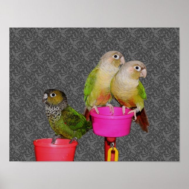 Baby Conure Parrots Animal Poster (Framsidan)