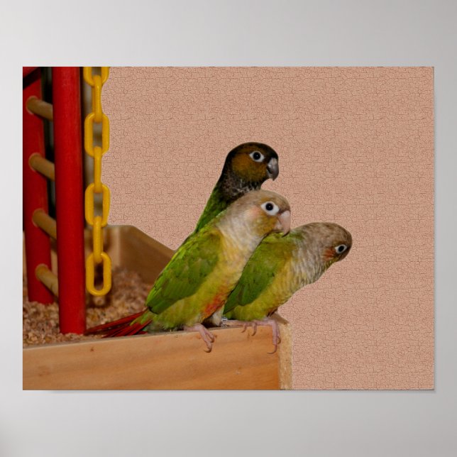 Baby Conure Parrots Bird Poster (Framsidan)