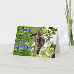 Baby Coon Bday önskemål Kort