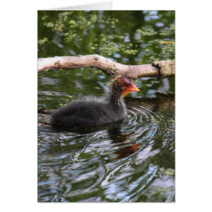 Baby Coot Hälsningskort