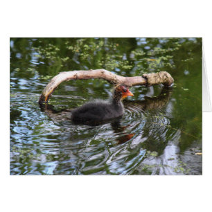 Baby Coot Hälsningskort