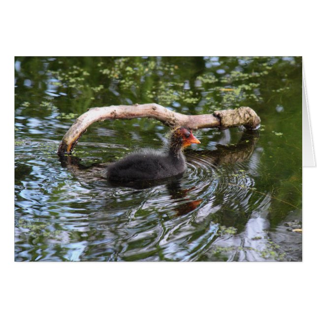 Baby Coot Hälsningskort (Framsidan Horizontal)