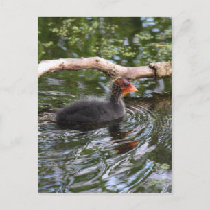 Baby Coot Vykort