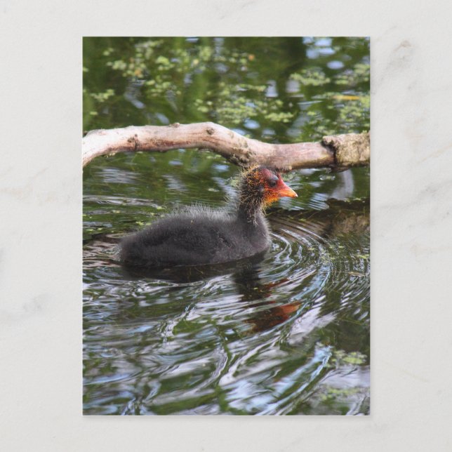 Baby Coot Vykort (Framsida)