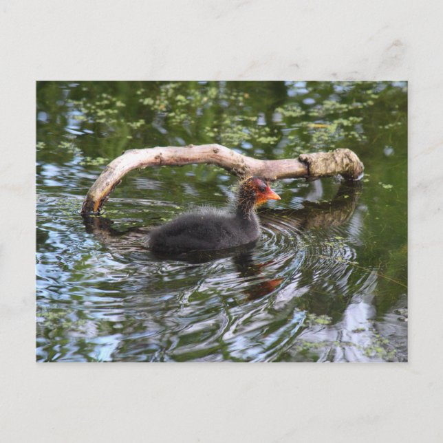 Baby Coot Vykort (Framsida)