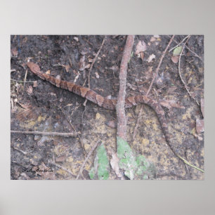 Baby Cottonmouth Msporn Poster