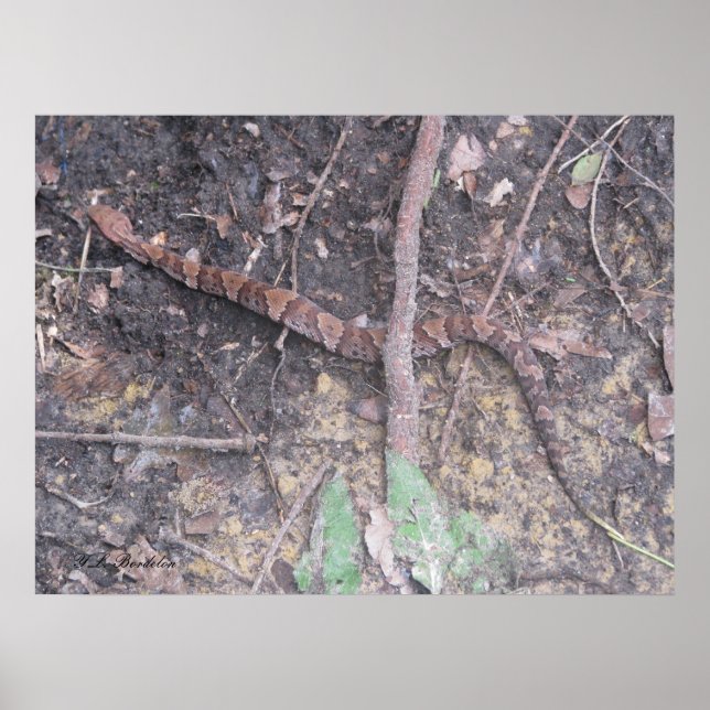 Baby Cottonmouth Msporn Poster (Framsidan)