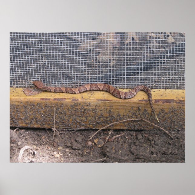Baby Cottonmouth Snake Poster (Framsidan)