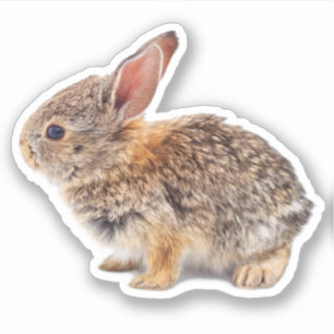 Baby Cottontail Rabbit Klistermärken