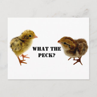 Baby Coturnix och bobwhite Quail Chicks Vykort