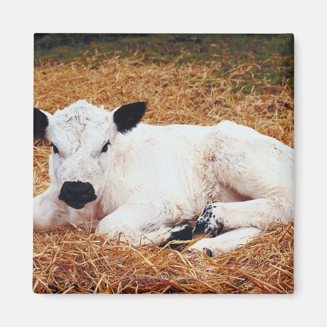 Baby Cow, Calf Magnet (Framsidan)