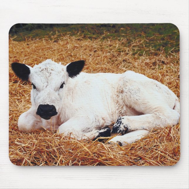 Baby Cow, Calf Musmatta (Framsidan)