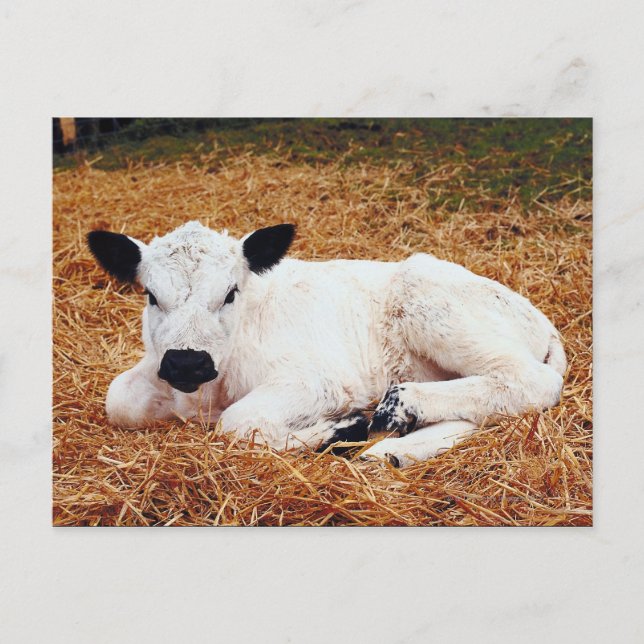 Baby Cow, Calf Vykort (Framsida)