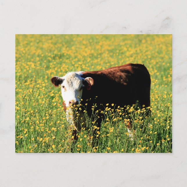 Baby Cow i fält i Dandelions Vykort (Framsida)