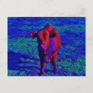 Baby Cow Lila Vykort