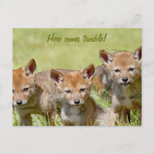 Baby Coyotes Photo Vykort