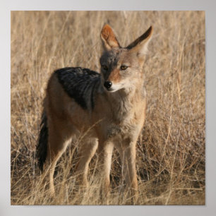 Baby Coyotes Poster Skriv ut