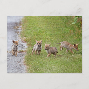 Baby Coyotes Running and Spela Vykort