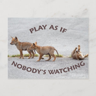 Baby Coyotes spelar Vykort