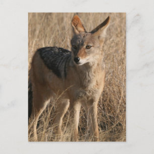 Baby Coyotes vykort