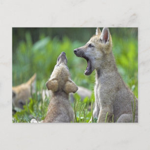Baby Coyotes Vykort