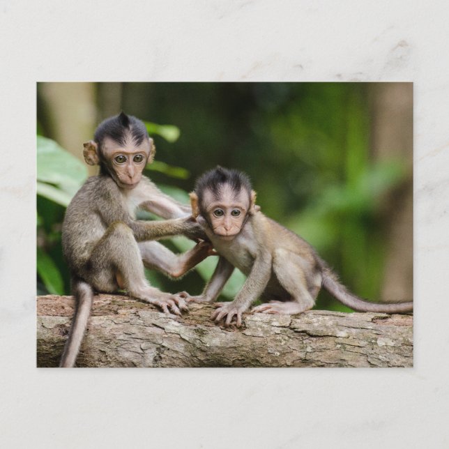 Baby Crab-Eating Macaques Playing on a Branch Vykort (Framsida)