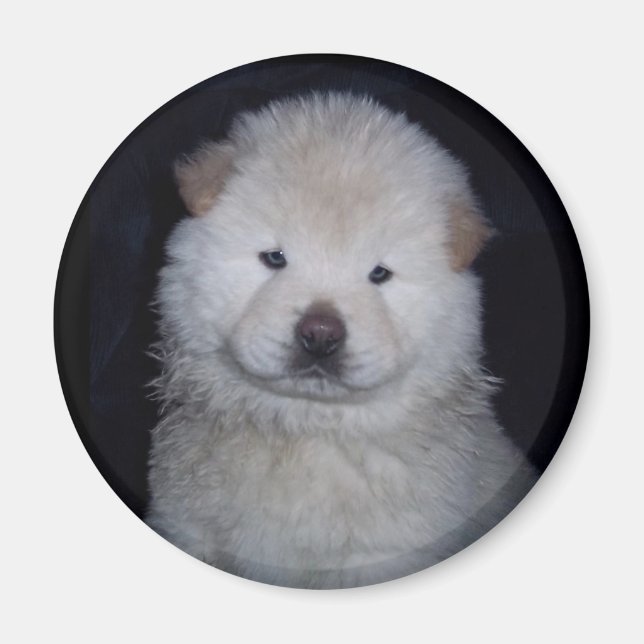 Baby Cream Chow Chow Magnet (Framsidan)