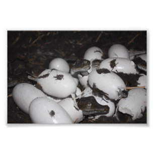 Baby Crokodiles Fototryck