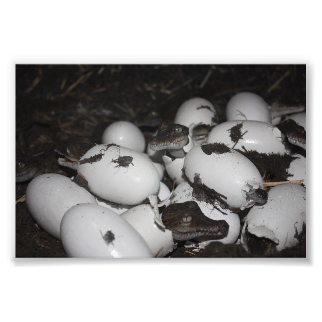 Baby Crokodiles Fototryck (Framsidan)