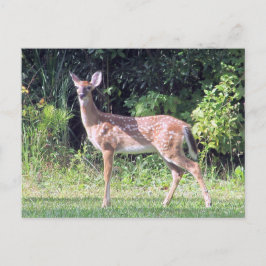 Baby Deer Postcard Vykort