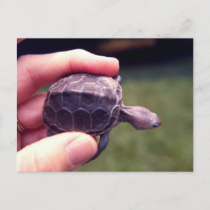 Baby Diamondback Turtle Vykort