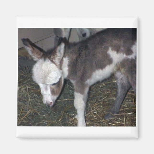 BABY DONKEY MAGNET (Framsidan)