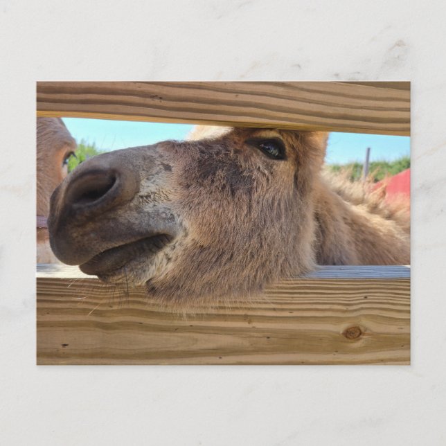 Baby donkey vykort (Framsida)