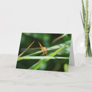 Baby Dragonfly Kort